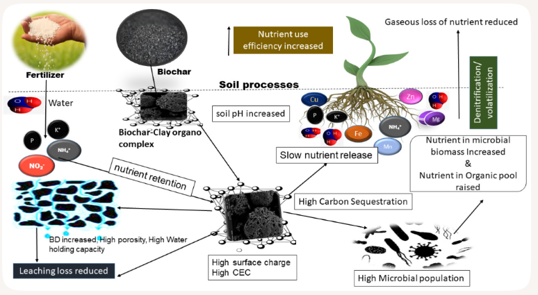 Soil processes, how biochar improves nutrient retention and soil health